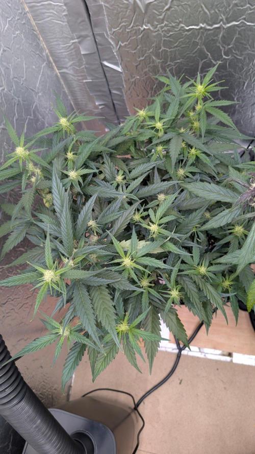 Mix Pack Auto. Week 6
