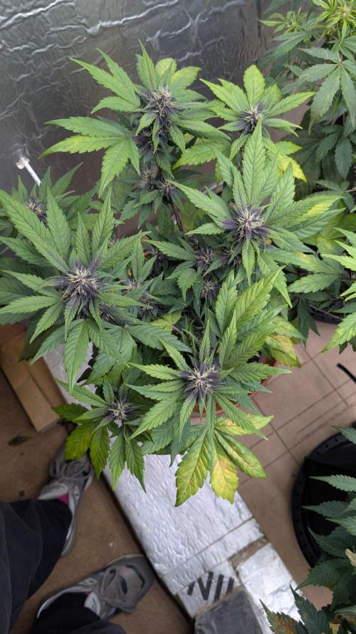 Mix Pack Auto. Week 6