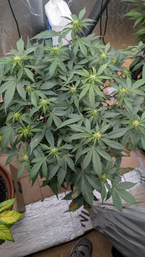 Purple Lemonade Auto. Week 6