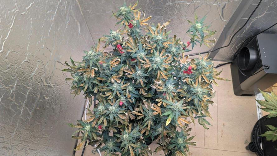 Purple Lemonade Auto. Week 8