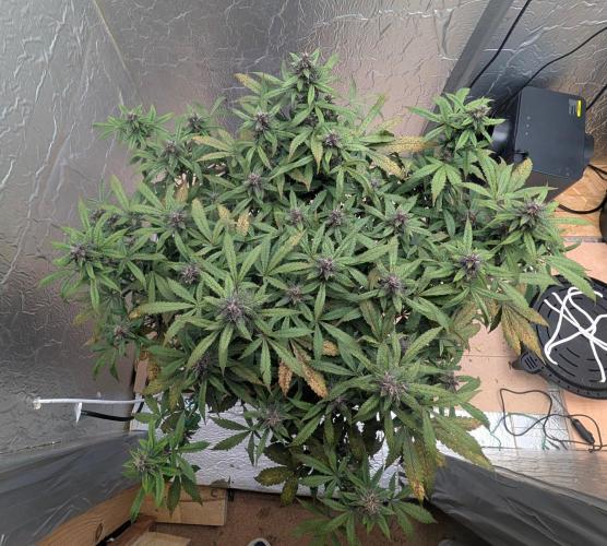 random #1. Week 8