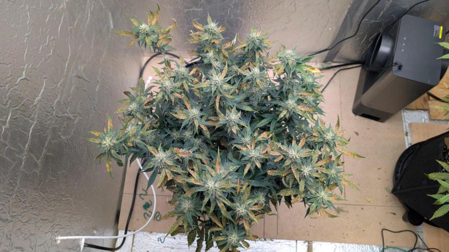 fast buds purple lemonade. Week 8