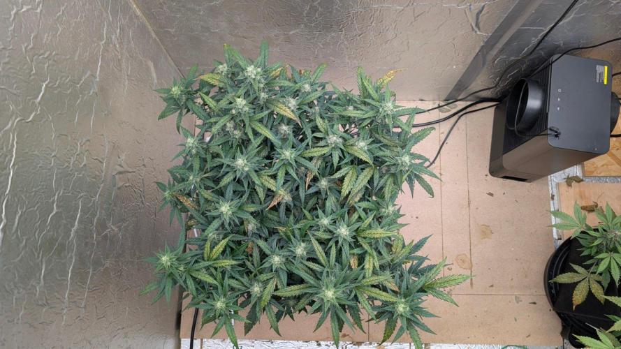 Mix Pack Auto. Week 9