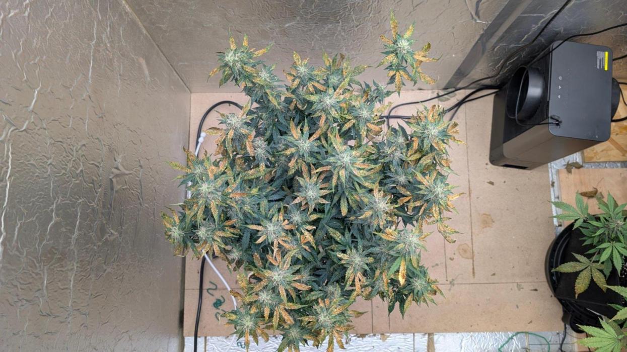 fast buds purple lemonade. Week 9