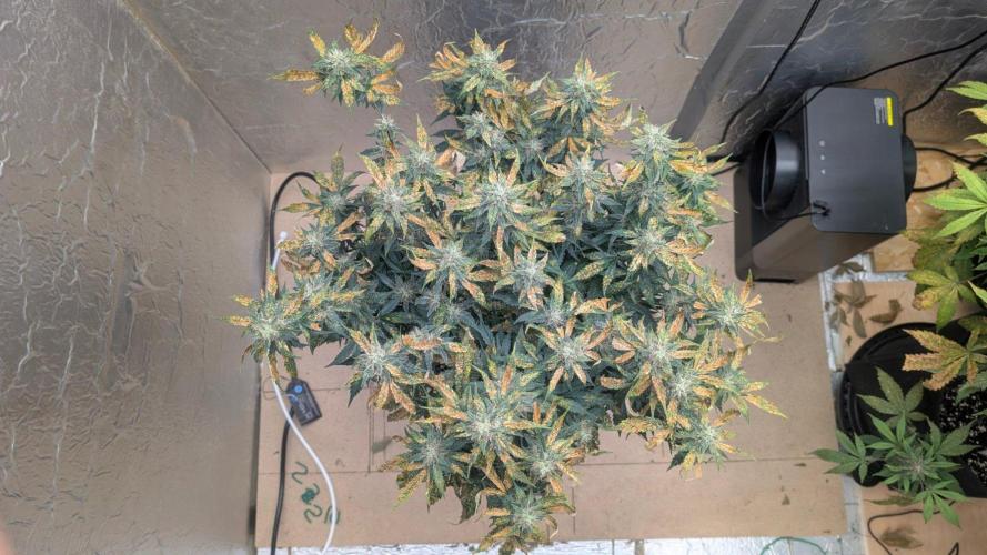 fast buds purple lemonade. Week 9