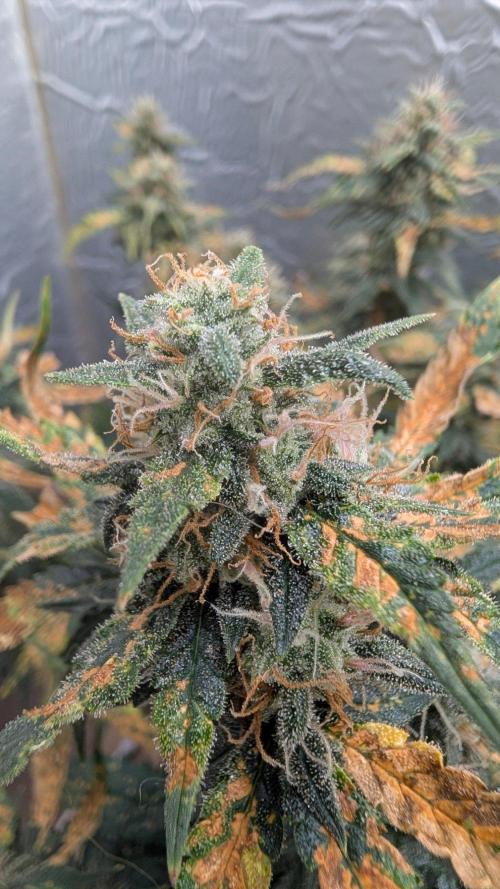 fast buds purple lemonade. Week 10