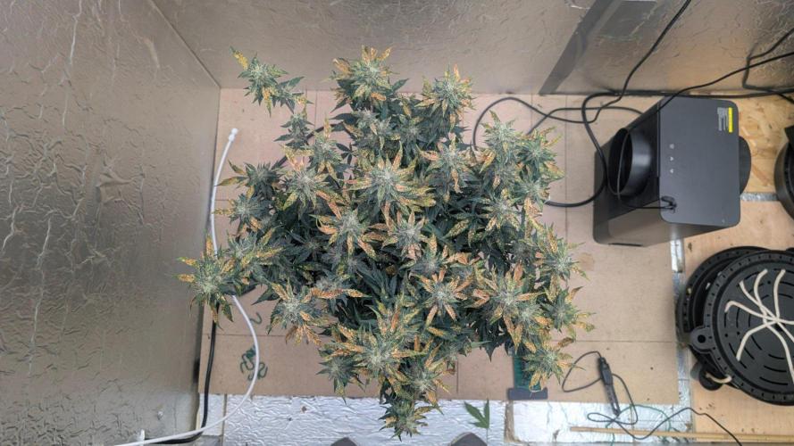 fast buds purple lemonade. Week 10