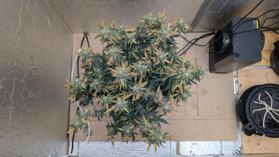 fast buds purple lemonade. Week 10