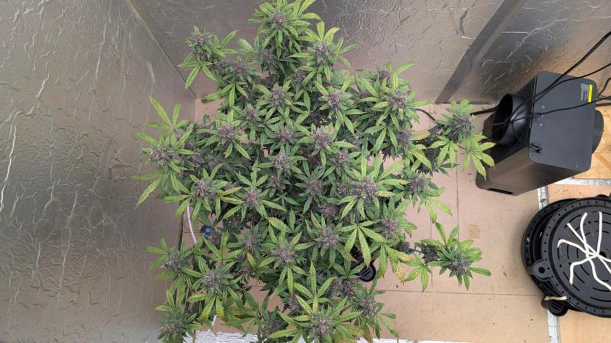 Mix Pack Auto. Week 11