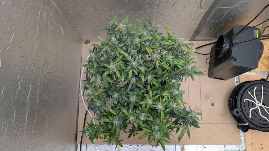 Mix Pack Auto. Week 11