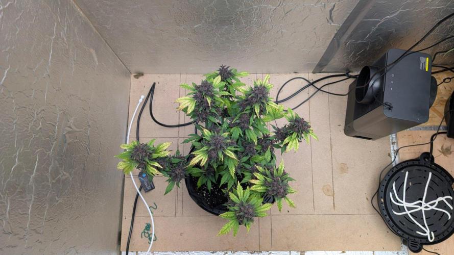 Mix Pack Auto. Week 11