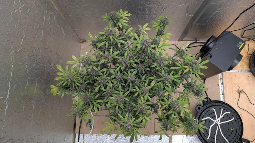 Mix Pack Auto. Week 11