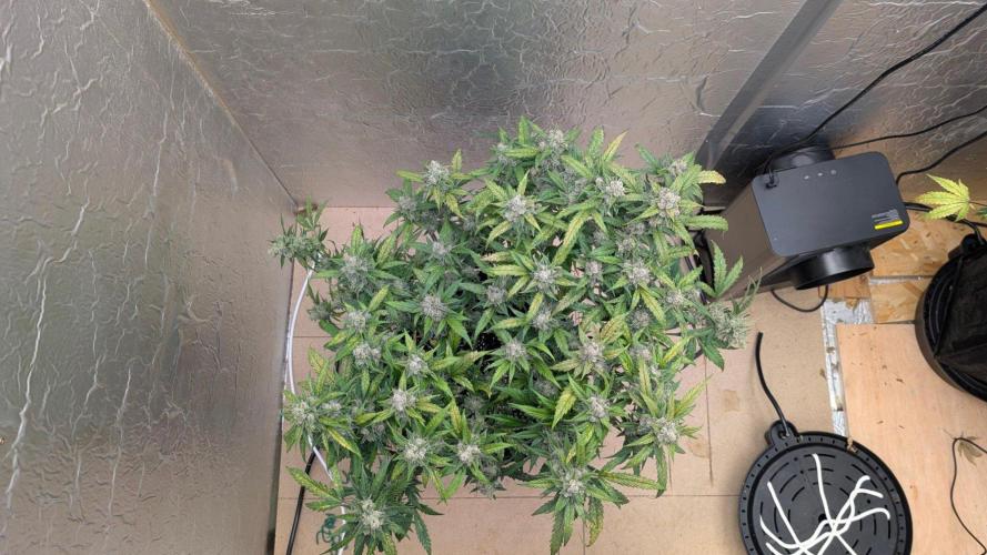 Mix Pack Auto. Week 11