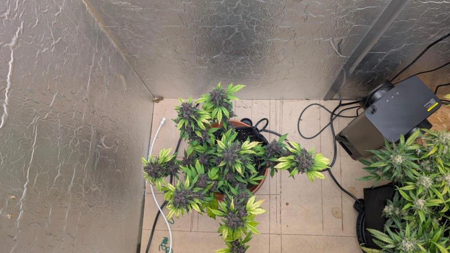 Mix Pack Auto. Week 11
