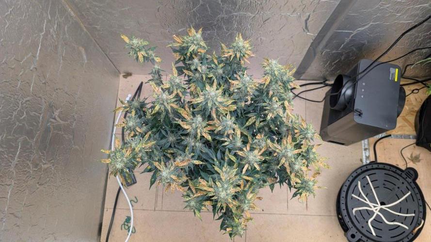 Purple Lemonade Auto. Week 11