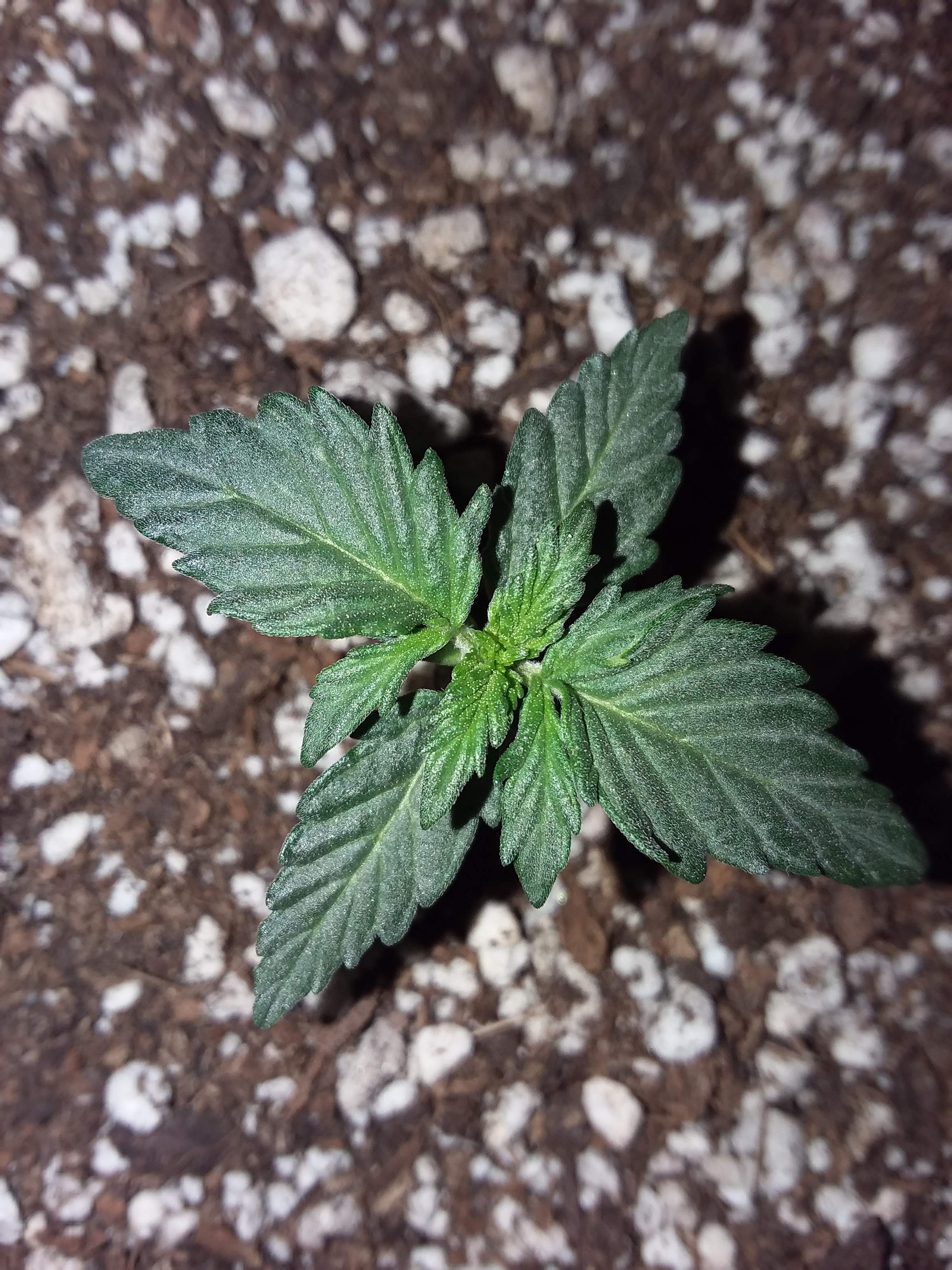 Growers Choice Seeds Sour Kush Auto grow diary (journal) week2 by
