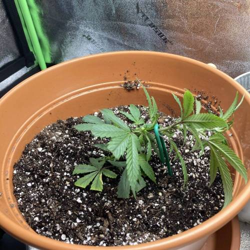 GSC Clone First Grow. Week 1 - Lefty D4