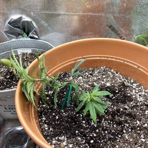 GSC Clone First Grow. Week 1 - Righty D4