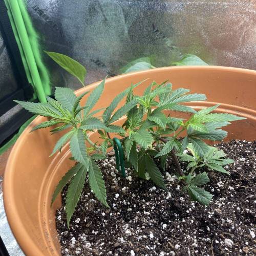 GSC Clone First Grow. Week 1 - D6 Lefty 