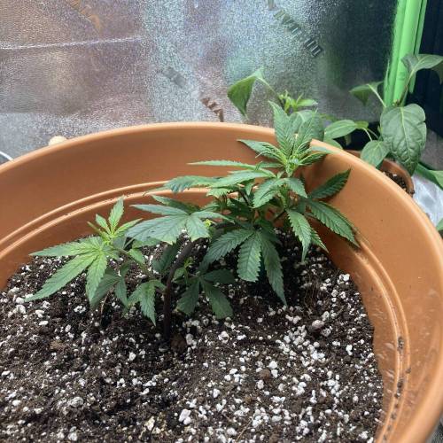 GSC Clone First Grow. Week 1 - D6 Righty 