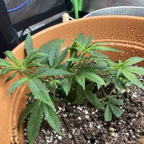 GSC Clone First Grow. Week 1 - Day 7 Lefty