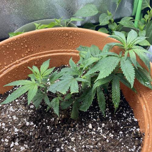 GSC Clone First Grow. Week 1 - Day 7 Righty