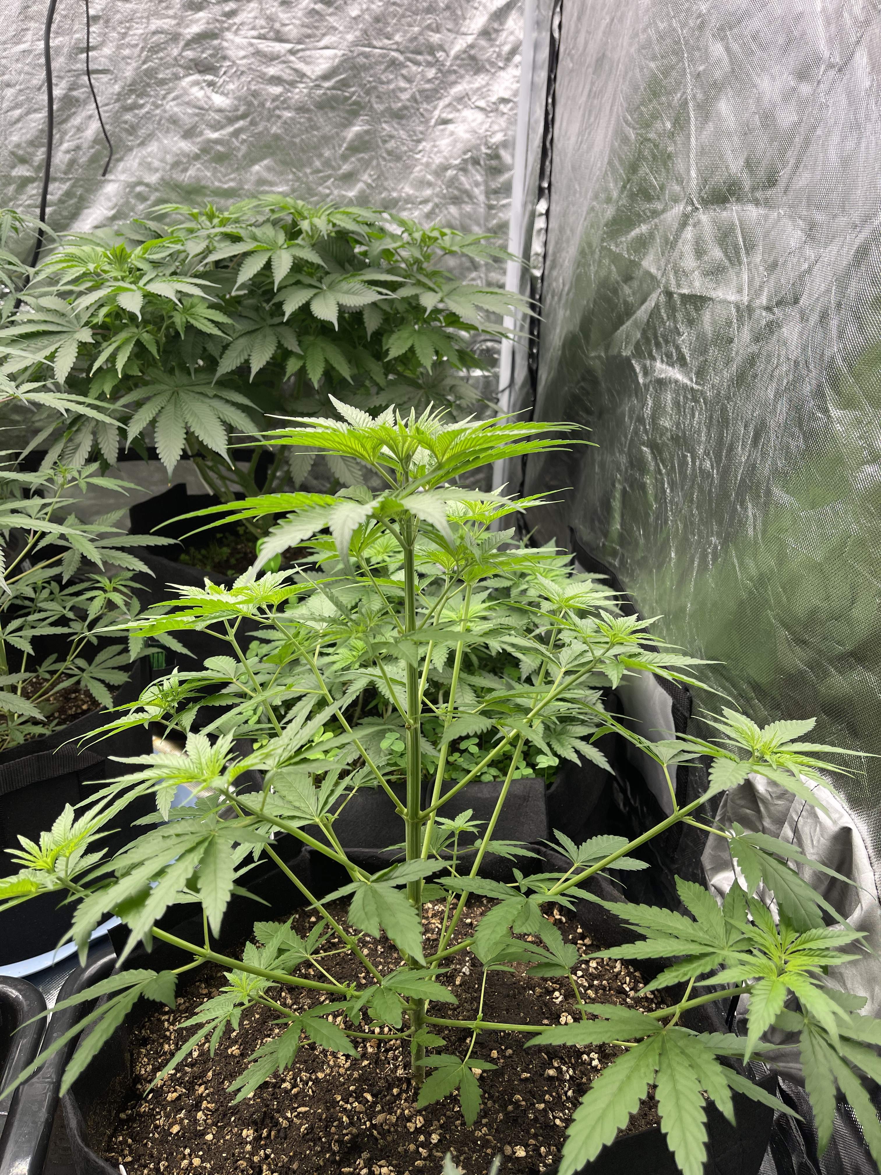 ETHOS Genetics Lilac Diesel RBX2 grow journal week4 by Thunder89 ETHOS Genetics Lilac Diesel RBX2 grow journal week4 by Thunder89