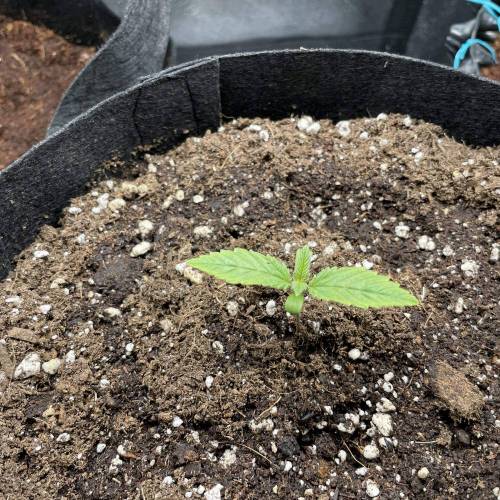 First outdoor grow - Northern Lights. Week 0 - Day 7