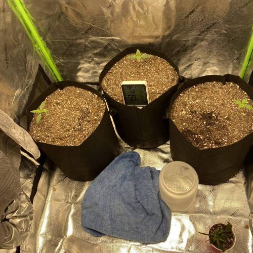 Stress Killer. Week 2