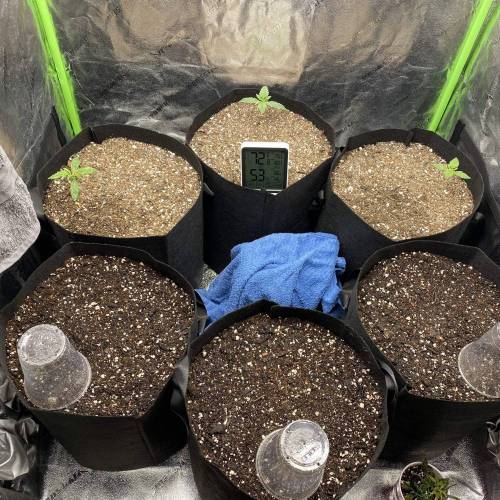 Stress Killer. Week 2