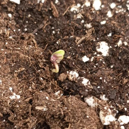 Casis, Lemon Cherry Cookies AUTO. Week 0 - Keimung wie immer gut gelaufen