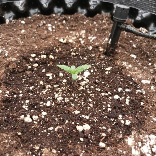 Casis Tropical Run. Week 0