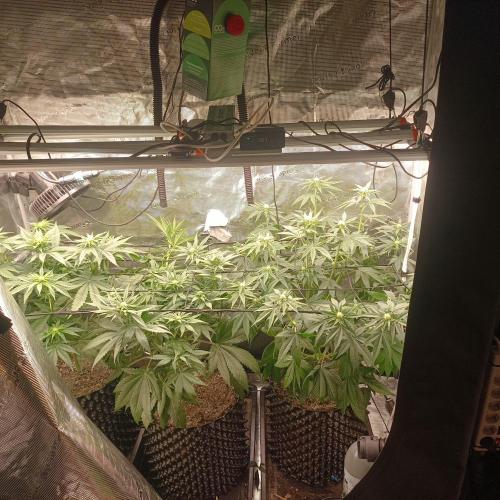 Grow Tent 4.5x2x6.5 (70cm x 140cm x200cm). Week 4