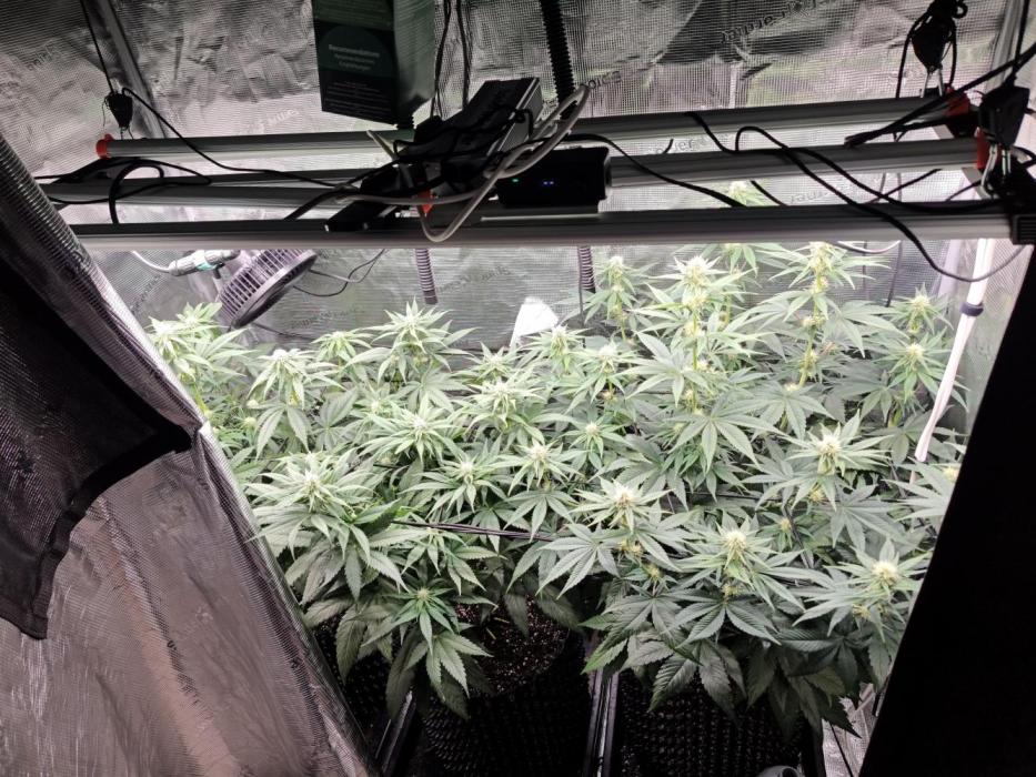 Casis Tropical Run. Week 3