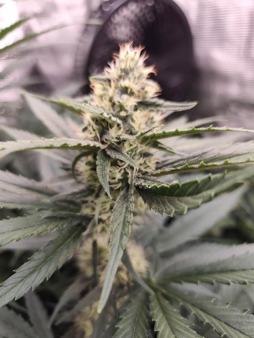 Casis Tropical Run. Week 4