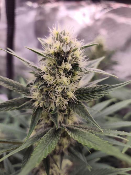 Casis Tropical Run. Week 4