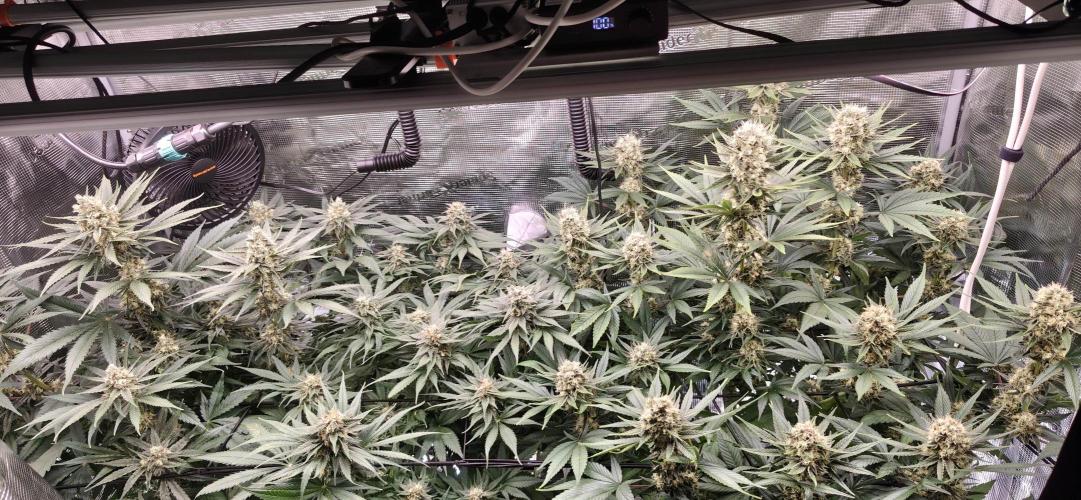 Casis Tropical Run. Week 5
