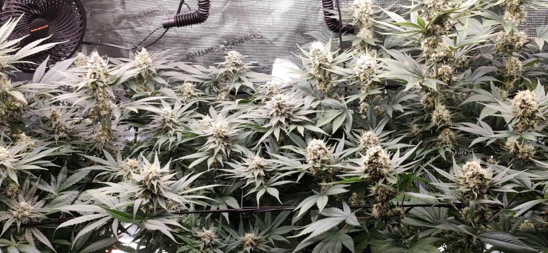 Casis Tropical Run. Week 5
