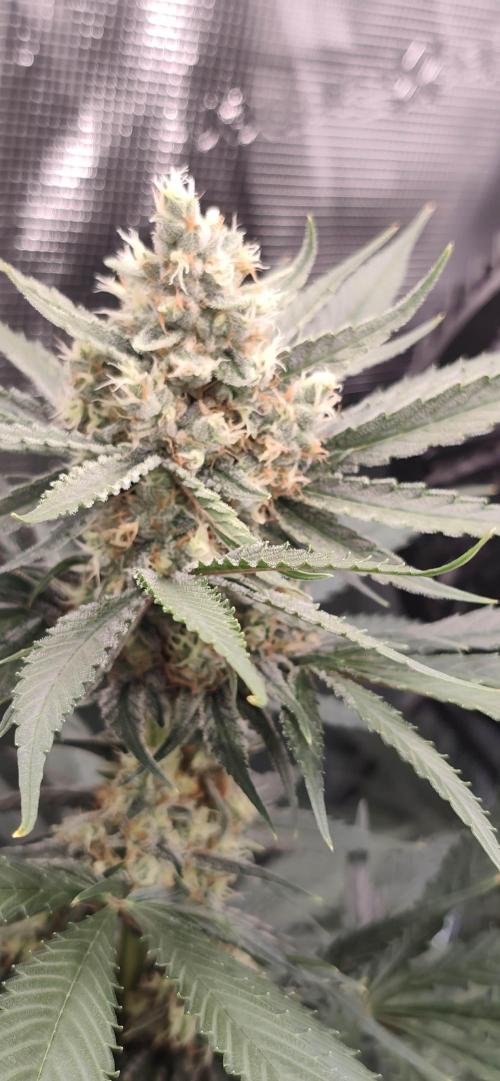 Casis Tropical Run. Week 5