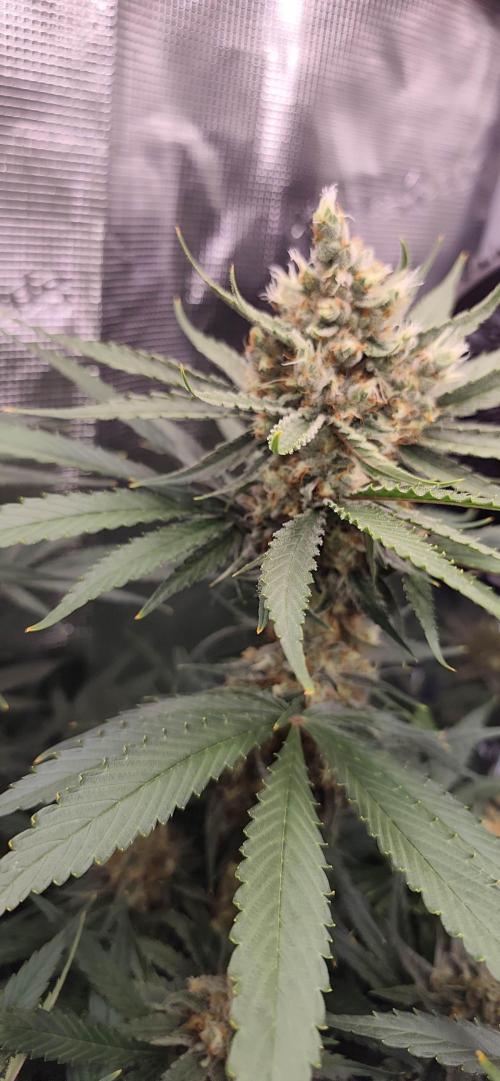 Casis Tropical Run. Week 6
