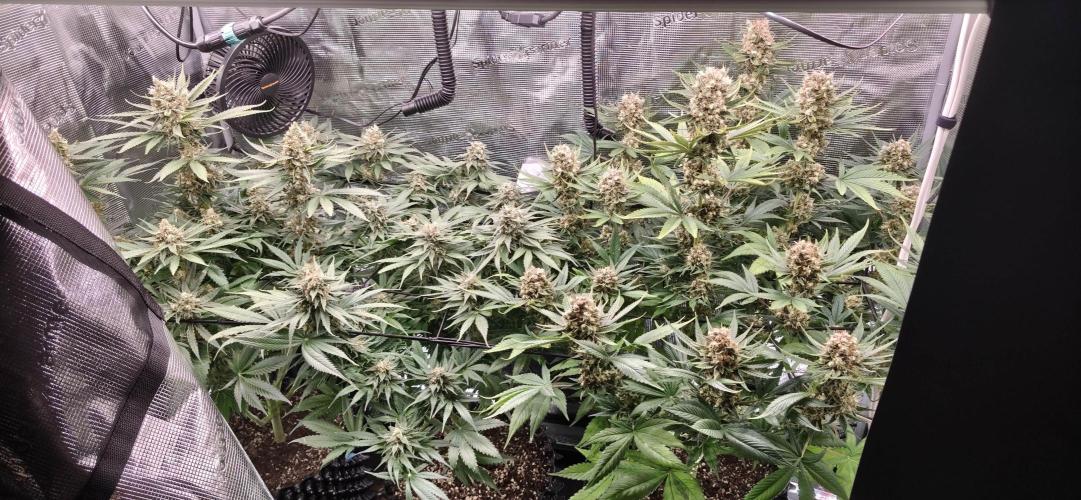 Casis Tropical Run. Week 6