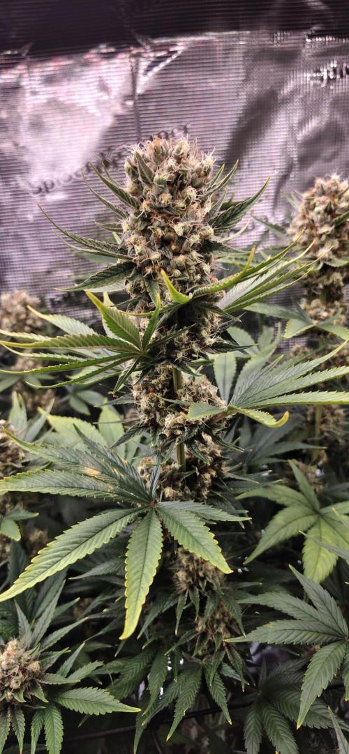 Casis Tropical Run. Week 7