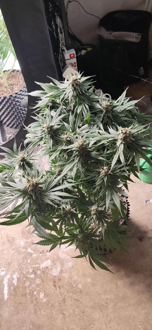 Casis Tropical Run. Week 7