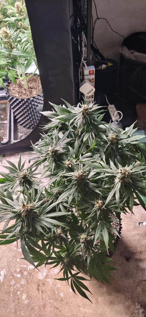 Casis Tropical Run. Week 7