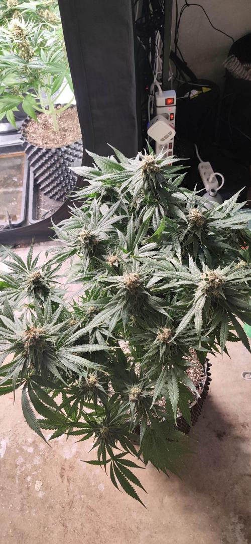 Casis Tropical Run. Week 7