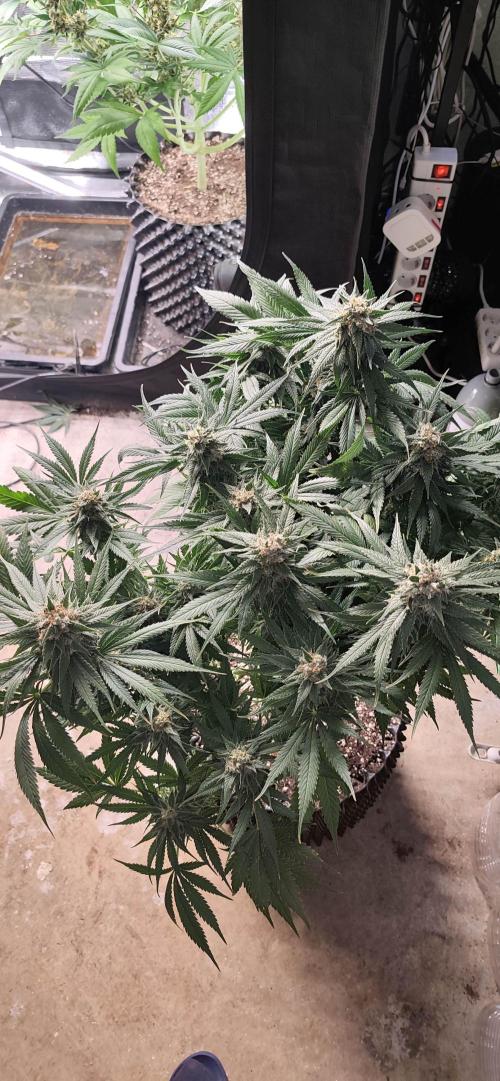 Casis Tropical Run. Week 7