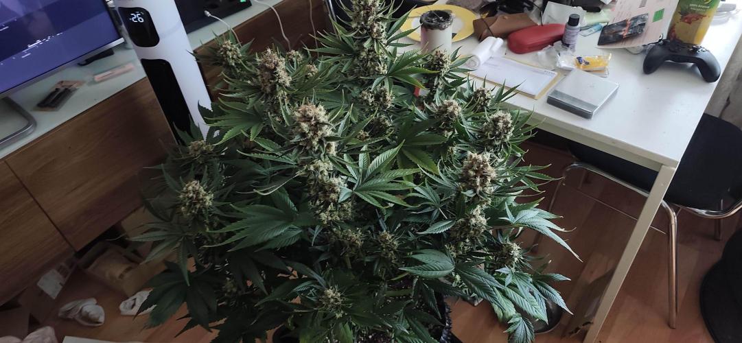 Casis Tropical Run. Week 8