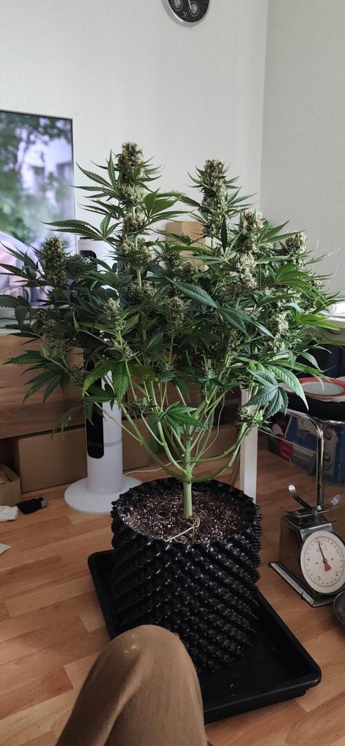 Casis Tropical Run. Week 8