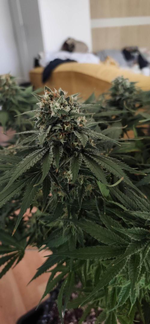 Casis Tropical Run. Week 8