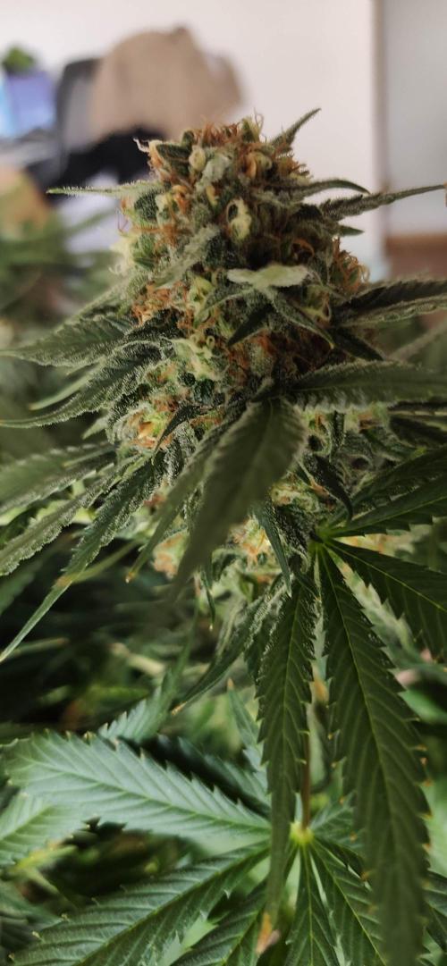 Grow Tent 4.5x2x6.5 (70cm x 140cm x200cm). Week 8
